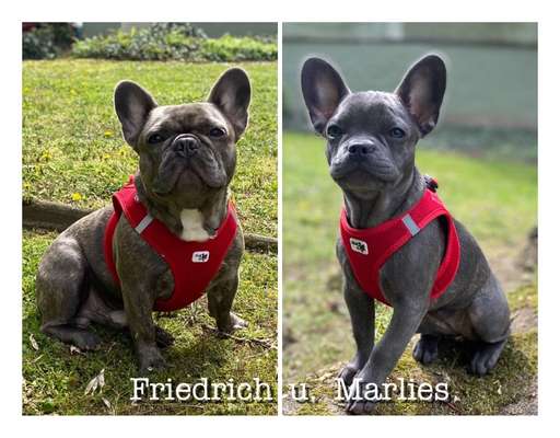 Zeigt her eure Frenchi-Beitrag-Bild