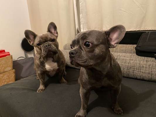 Französische Bulldoggen-Beitrag-Bild