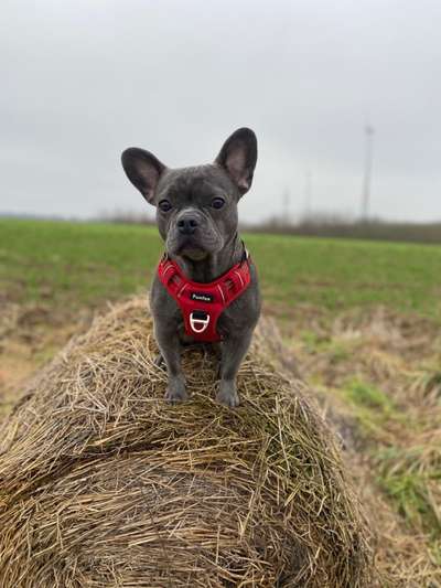 Französische Bulldoggen-Beitrag-Bild