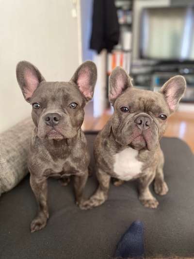 Französische Bulldoggen-Beitrag-Bild