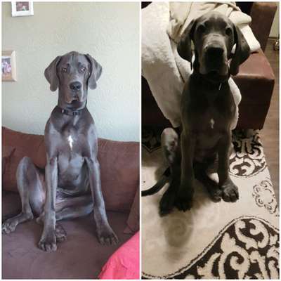 Deutsche Doggen Besitzer zeigt euch-Beitrag-Bild