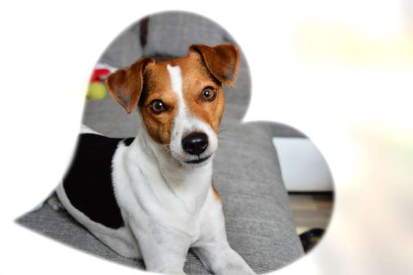 Dogorama Photo Challenge - Hundeblick zum hinschmelzen-Beitrag-Bild