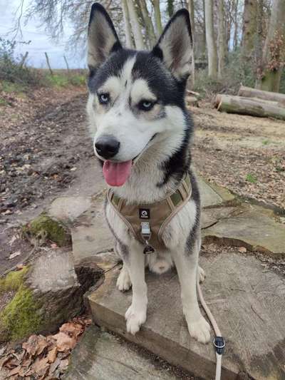 Husky-Beitrag-Bild