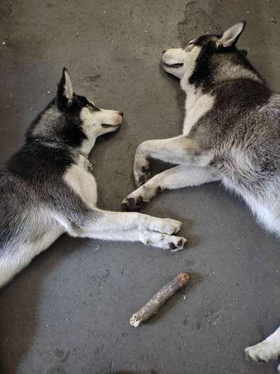 Husky-Beitrag-Bild