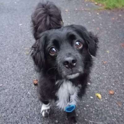 Hundetreffen-Gassi gehen-Bild