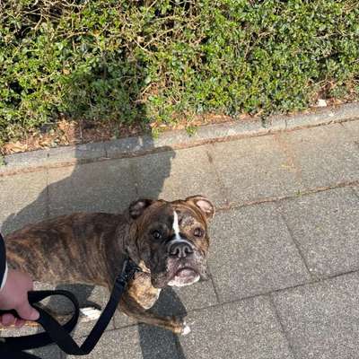 Hundetreffen-Training/Gassi-Runde-Bild