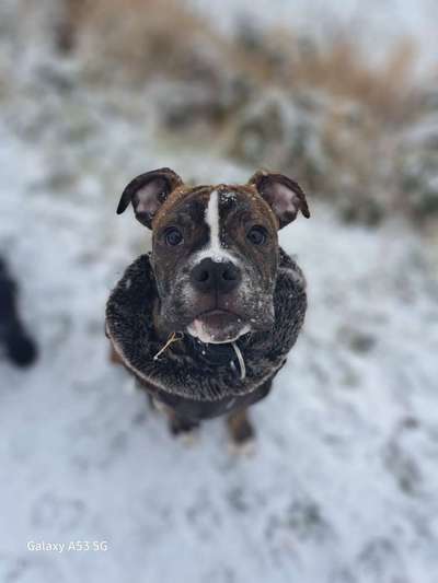 Hundetreffen-Welpentreffen in der Nähe von Bucheim-Bild