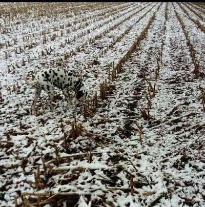 Dein Hund im Dogorama-Kalender 2021-Beitrag-Bild