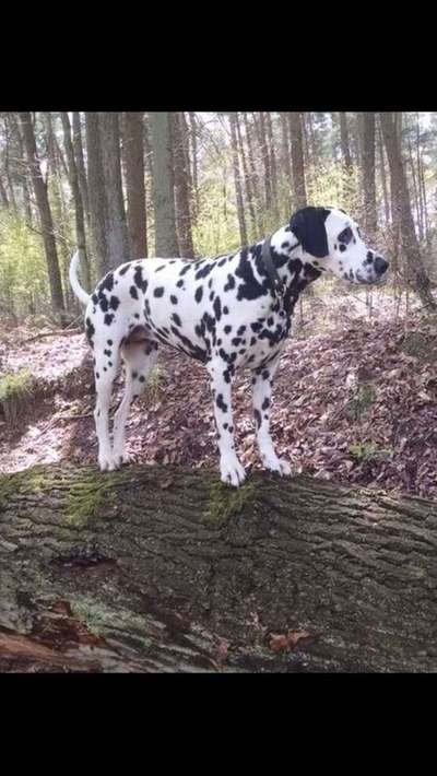 Dein Hund im Dogorama-Kalender 2021-Beitrag-Bild