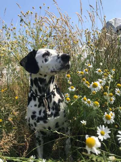 Dein Hund im Dogorama-Kalender 2021-Beitrag-Bild