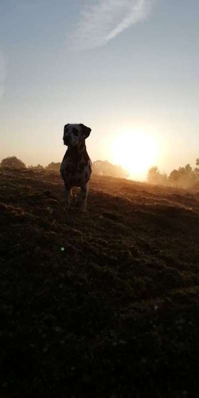 Dein Hund im Dogorama-Kalender 2021-Beitrag-Bild