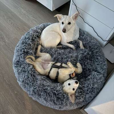 Hundetreffen-Welpentreffen Wetzlar
