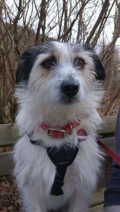 TierschutzhundeStammtisch🐕-Beitrag-Bild