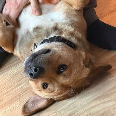 Hundetreffen-Milo sucht Kumpel-Bild