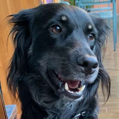 Hundetreffen-Social Walk-Bild