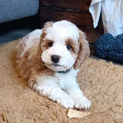 Hundetreffen-Welpentreffen für kleine Hunde-Bild