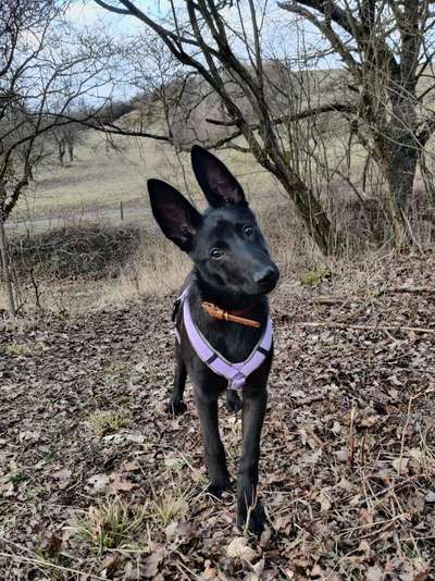 Seltene Rassen!-Beitrag-Bild