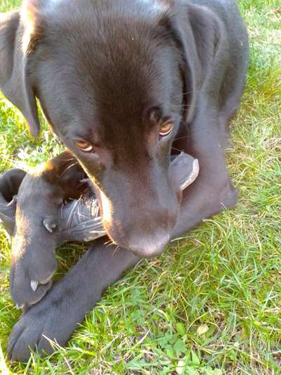 Labradorfans-Beitrag-Bild