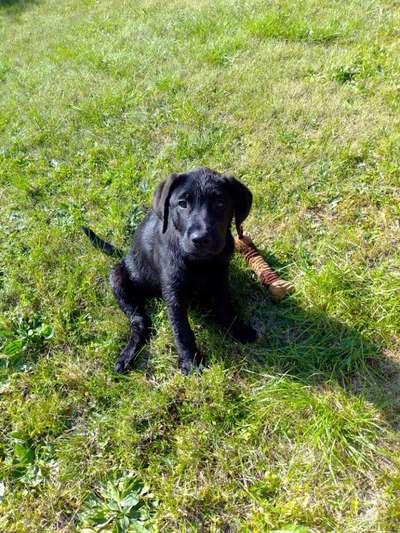 Welpen Bilder !-Beitrag-Bild