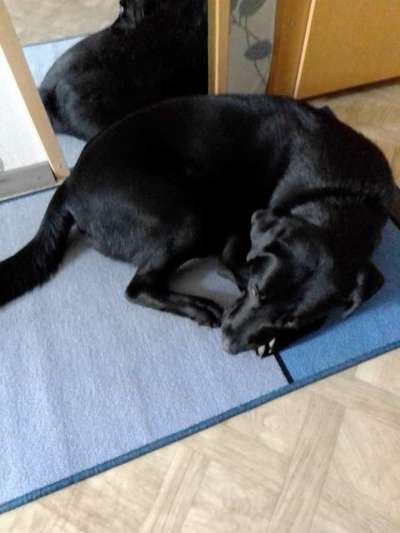 Labradorfans-Beitrag-Bild