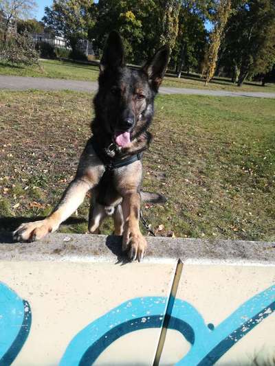 Alles rund um den Schäferhund, diskutieren erwünscht.-Beitrag-Bild