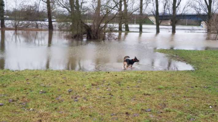 Hundetreffen-Gassi und Spielen für groß und klein-Bild