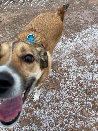 Mischlinge raten - Rätselspaß-Beitrag-Bild