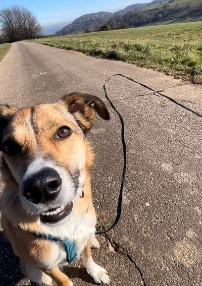 Seltene Rassen!-Beitrag-Bild