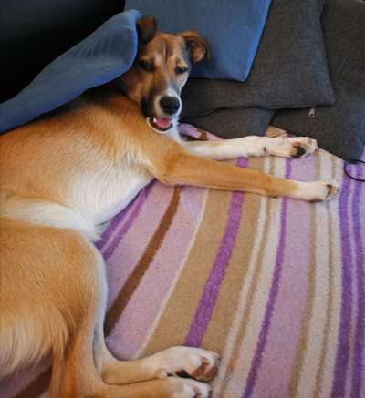 Lustigsten Grimassen von euren Hunden-Beitrag-Bild