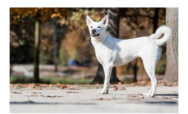 Hilfe bei der Rassebestimmung-Beitrag-Bild