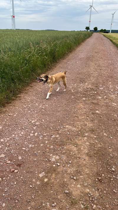 Mischlinge raten - Rätselspaß-Beitrag-Bild