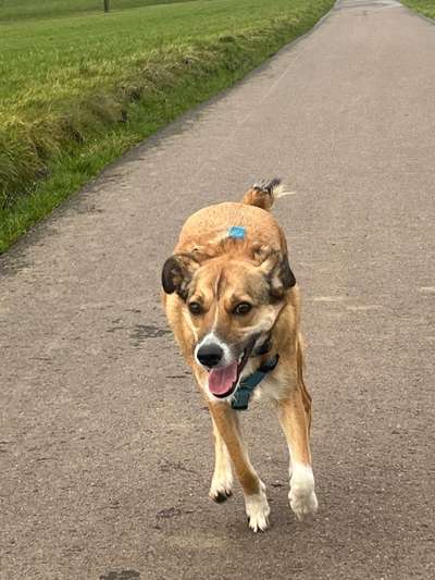 Mischlinge raten - Rätselspaß-Beitrag-Bild