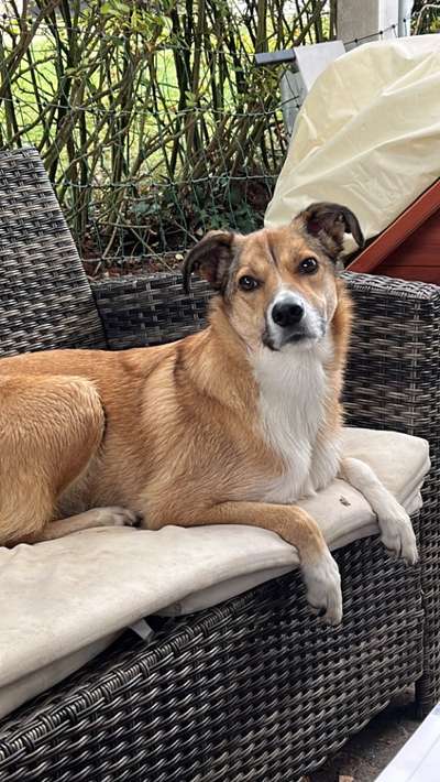 Mischlinge raten - Rätselspaß-Beitrag-Bild