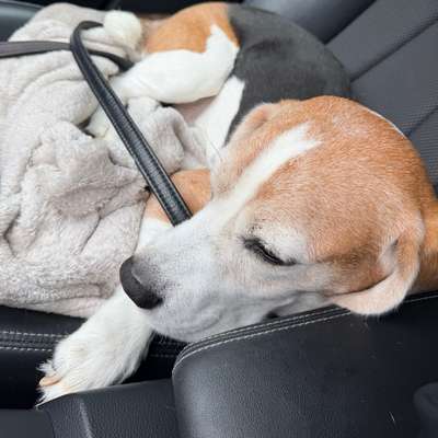 Hundetreffen-Spazieren gehen in der Grube7-Bild