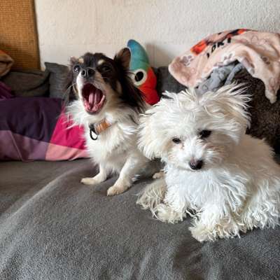 Hundetreffen-Hunde Treff-Bild