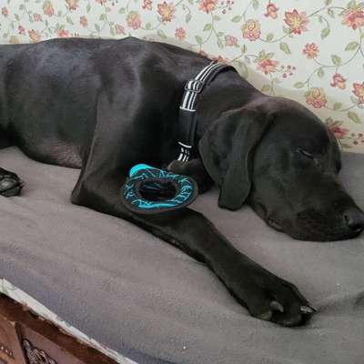 Hundetreffen-Spielkameraden für Munin gesucht-Bild