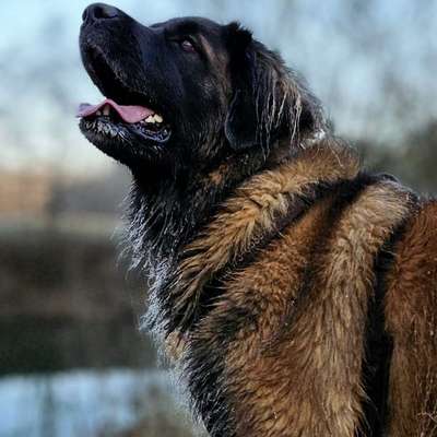 Leonberger-Beitrag-Bild