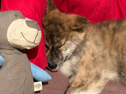 Hunde Memes-Beitrag-Bild