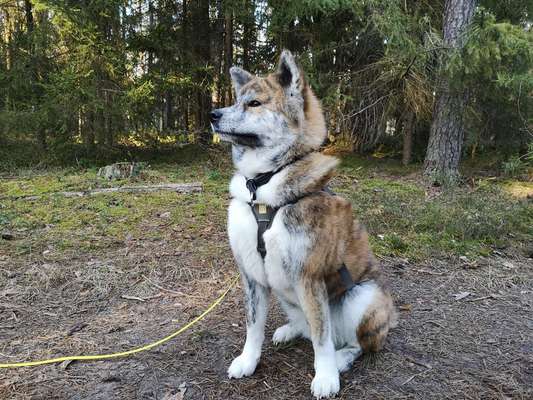 Akita Inu/American Akita (Mix) halter.-Beitrag-Bild