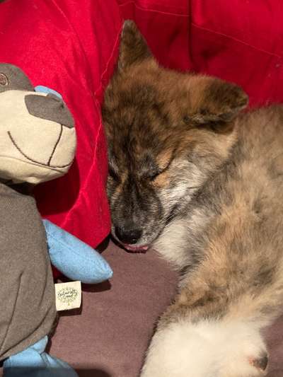 Welpen Bilder !-Beitrag-Bild