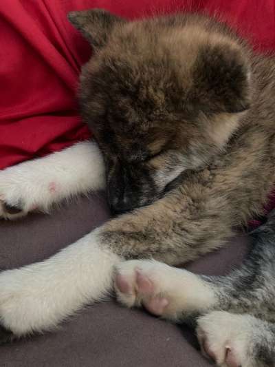 Welpen Bilder !-Beitrag-Bild