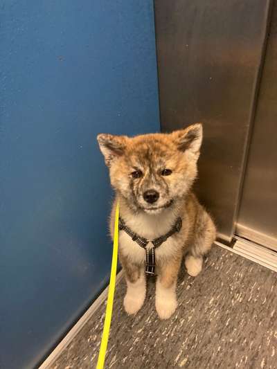 Warum werden immernoch so viele Hunde gezüchtet?-Beitrag-Bild