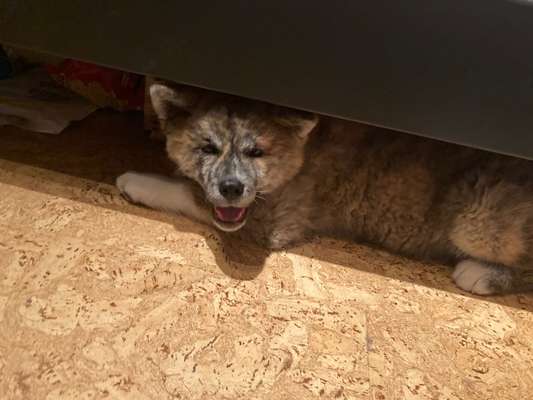 Welpen Bilder !-Beitrag-Bild