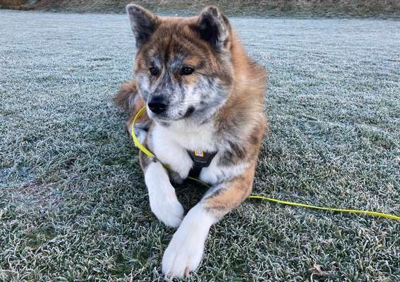 Akita Inu/American Akita (Mix) halter.-Beitrag-Bild