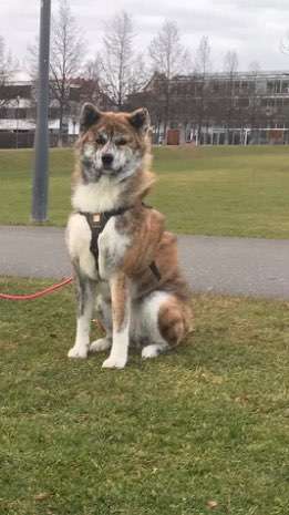 Akita Inu/American Akita (Mix) halter.-Beitrag-Bild
