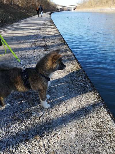 Seltene Rassen!-Beitrag-Bild