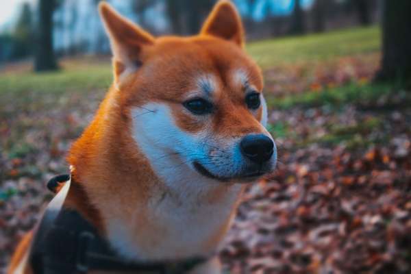 Shiba - Eltern-Beitrag-Bild