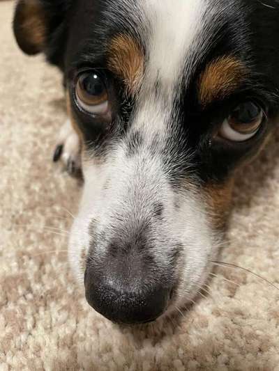 Dogorama Photo Challenge - Details Ganz nah-Beitrag-Bild