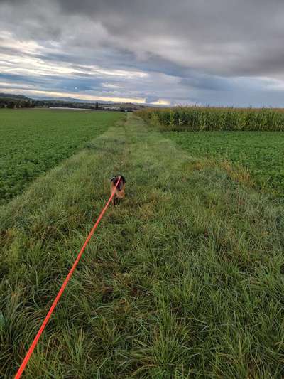 Hundetreffen-Gemeinsame Gassirunde-Bild