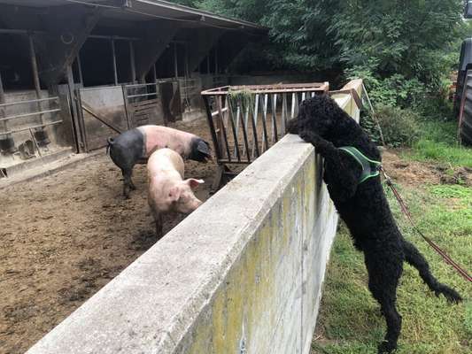 Lustigsten Bilder-Beitrag-Bild